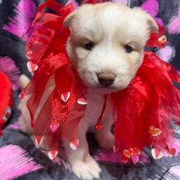 AKC Blossom - Sable and white female Siberian Husky puppy in Centreville, Maryland from Huskies By the Bay
