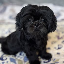 Dragon - Black male Shih Tzu puppy in Mountain View, Hawaii from Krazy Island Shih Tzu