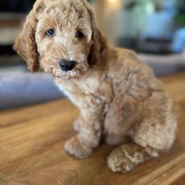 Harvest - Red male Bernedoodle puppy in Gilbert, Arizona from Sunburst Doodles