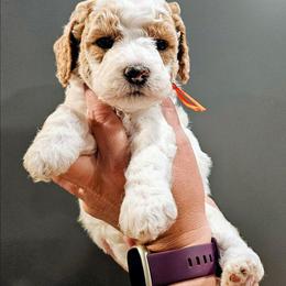 Sparky - Parti male Goldendoodle puppy in Forest, Ohio from Mini Doodle Buddies