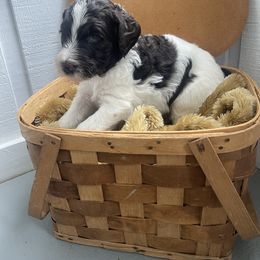Aussiedoodle Puppies from Deason Doodles