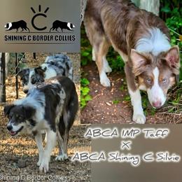 Border Collie puppies from Shining C Border Collies
