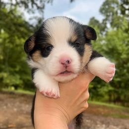 Benedict (Benny) - Black and tan male Pembroke Welsh Corgi puppy in Benton, Arkansas from High Cotton Corgis