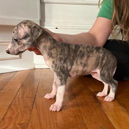 Bambi - Fawn brindle female Whippet puppy in Clinton, Tennessee from Ivanhoe Borzoi