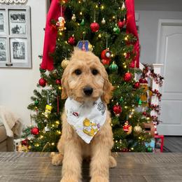 Yellow - Apricot female Goldendoodle puppy in Bakersfield, California from Lavish Doodles