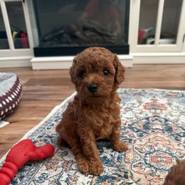 Blanche - Red  female Poodle puppy in Poth, Texas from Casa de Curls
