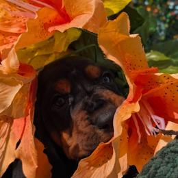 Roosevelt - Black brown and white male Basset Hound puppy in Big Rapids, Michigan from Basket Hound Bassets