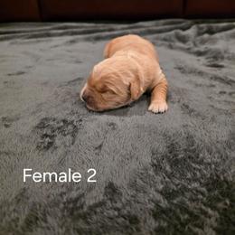 Girl 2 - Golden female Golden Retriever puppy in Festus, Missouri from Davis's Golden Retrievers
