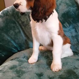 June - Black white and tan female English Springer Spaniel puppy in Comer, Georgia from Stratton Spaniels