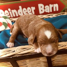 Jolly - Red  male Goldendoodle puppy in Bradenton, Florida from Christianna’s Mini Goldendoodles