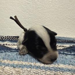 Major - Blue male Australian Cattle Dog puppy in Marana, Arizona from Cactus Heelers Arizona