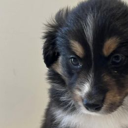 Golden Retrievers and Miniature Australian Shepherds from Blue Mountain Puppies