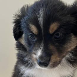 Golden Retrievers and Miniature Australian Shepherds from Blue Mountain Puppies