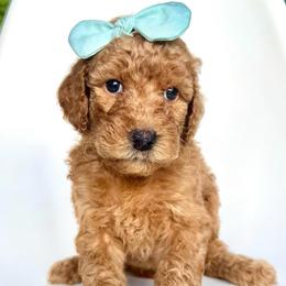 Paloma - Apricot female Goldendoodle puppy in Mount Pleasant, Tennessee from Doodle My Heart