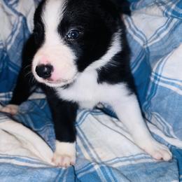Harold - Black and white male Border Collie puppy in Liverpool, Pennsylvania from Breezy Acres Stock & Sporting Dogs