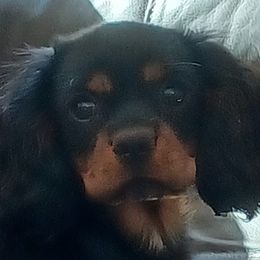 JoJo - Cavalier King Charles Spaniel