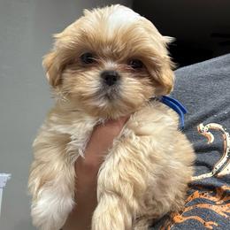 Prince - Gold and white male Shorkie puppy in San Tan Valley, Arizona from Great Mates