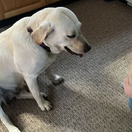 Labrador Retrievers from Little Farm