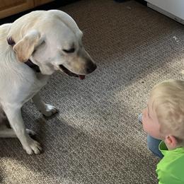 Labrador Retrievers from Little Farm