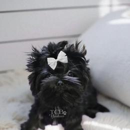 Rome - Yorkshire Terrier