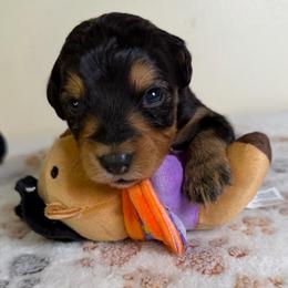 Sylvester - Black tri-color male Aussiedoodle puppy in Tonasket, Washington from V5 Aussies