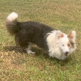 “Player” - Pembroke Welsh Corgi