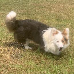 “Player” - Pembroke Welsh Corgi