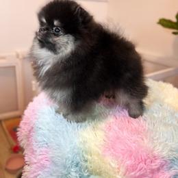 Pomeranian Puppies from Country Life Pomeranians