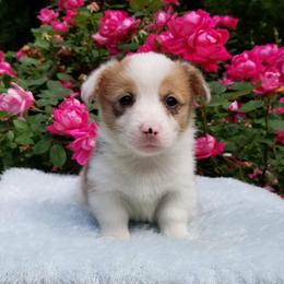 American Corgi and Pembroke Welsh Corgi Puppies from Whimsical Treasure Corgis