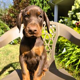 Ms. Lavander - Red and rust female Doberman Pinscher puppy in Chagrin Falls, Ohio from Schloss Velburg Dobermanns