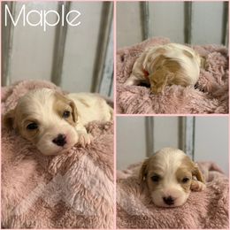 Girl 3 - Blenheim female Cavachon puppy in Smoot, Wyoming from Designer Mountain Mutts