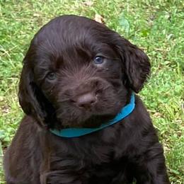 Boykin Spaniels from Cottonwood Kennel
