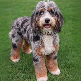 Blossom - Bernedoodle