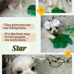 Star - White female Shih Tzu puppy in Coolidge, Arizona from Shih Tzu’s  ‘N’ Love
