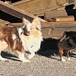 Australian Shepherds from Liza's Australian Shepherds