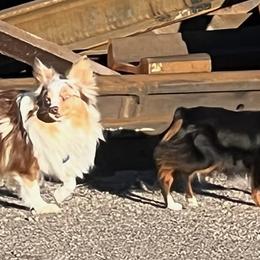 Australian Shepherds from Liza's Australian Shepherds