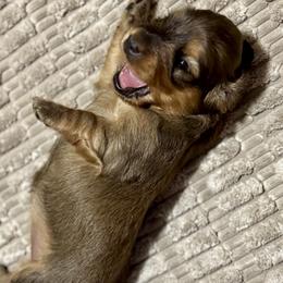 Hope - Cream female Dachshund puppy in Stoutland, Missouri from Farmhouse Dachshunds