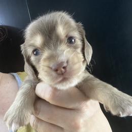 Cadbury - Dapple female Dachshund puppy in Bigfork, Minnesota from Dachshunds Up North
