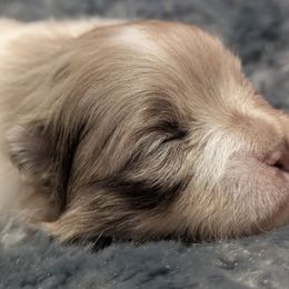 Tawny - Chocolate merle female Pomeranian puppy in Wentzville, Missouri from Pawsome Poms