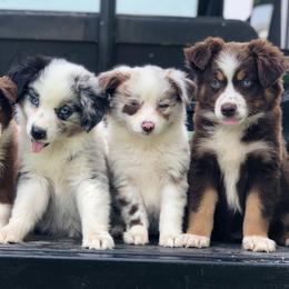 Aussiedoodles, Miniature Australian Shepherds, and Poodles from JJ West Coast Pups