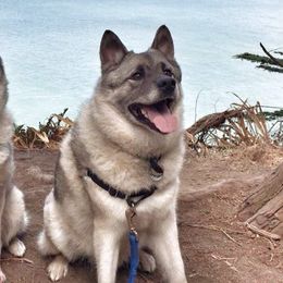 Norwegian Elkhounds from Sierra Wind Norwegian Elkhounds