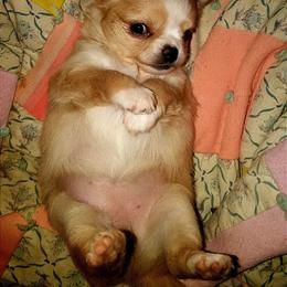Chihuahua Puppies from Conlin's Chihuahuas