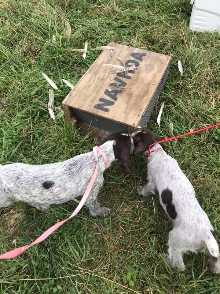 25 cute German Wirehaired Pointer puppies for sale in Minnesota