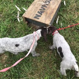German Wirehaired Pointer Puppies from Anvil Wires