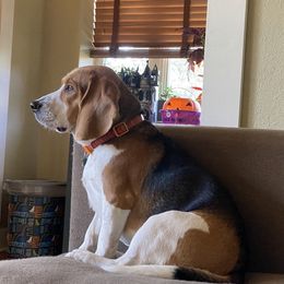 Scout - Beagle