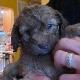 Cockapoo Puppies from Lovin Lil CutiePoos