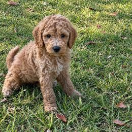 Deck - Apricot male Goldendoodle puppy in Oklahoma City, Oklahoma from Heritage Doodle Company