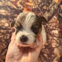 Boo - White and tan female Russell Terrier puppy in Viper, Kentucky from Mountain Top