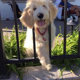 Cockapoo and Goldendoodle Puppies from Capital Doodles