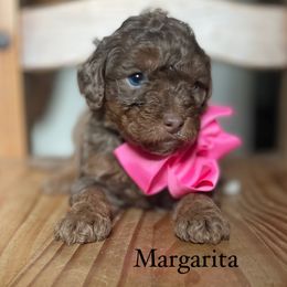Margarita - Bernedoodle puppy from Sweet Pea Bernedoodles
